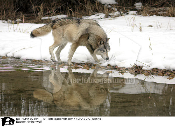 Timberwolf / Eastern timber wolf / FLPA-02354