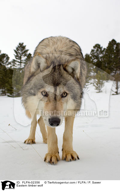 Timberwolf / Eastern timber wolf / FLPA-02356