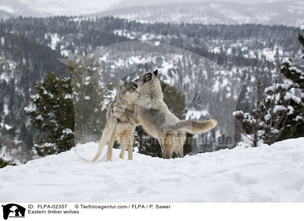 Timberwlfe / Eastern timber wolves / FLPA-02357
