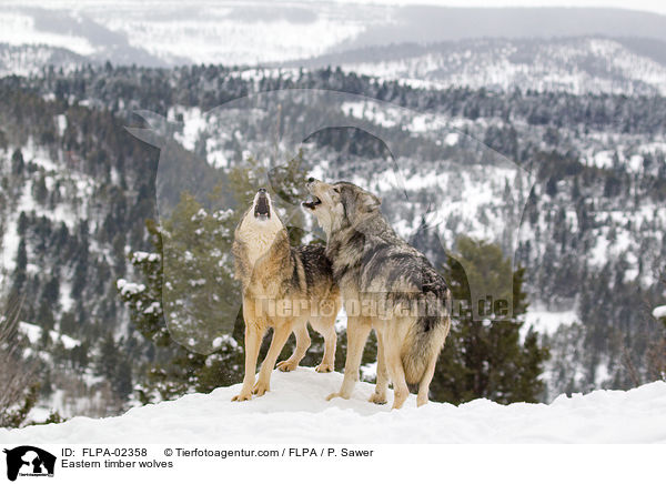 Timberwlfe / Eastern timber wolves / FLPA-02358