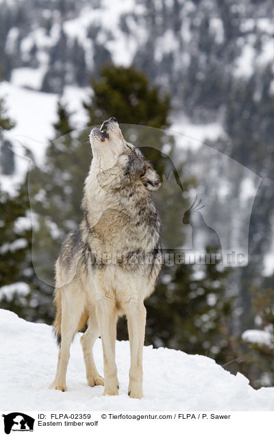 Timberwolf / Eastern timber wolf / FLPA-02359