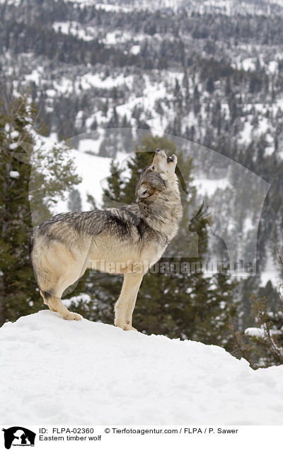 Timberwolf / Eastern timber wolf / FLPA-02360