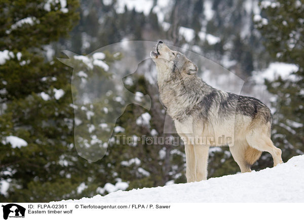 Timberwolf / Eastern timber wolf / FLPA-02361