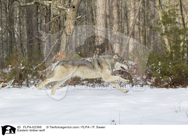 Timberwolf / Eastern timber wolf / FLPA-02366