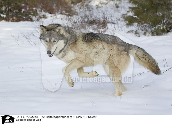 Timberwolf / Eastern timber wolf / FLPA-02368