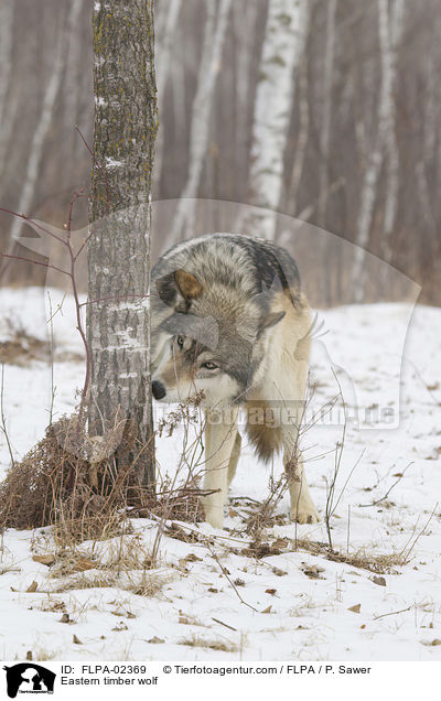 Timberwolf / Eastern timber wolf / FLPA-02369