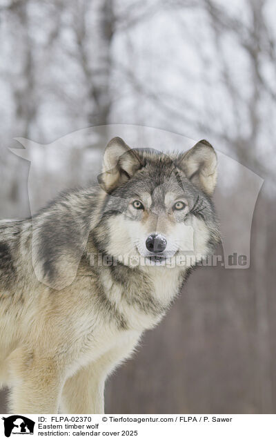 Timberwolf / FLPA-02370