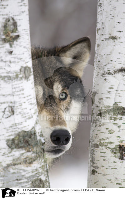 Timberwolf / Eastern timber wolf / FLPA-02373