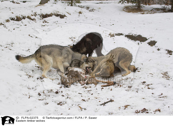 Timberwlfe / Eastern timber wolves / FLPA-02375