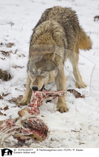 Timberwolf / Eastern timber wolf / FLPA-02377