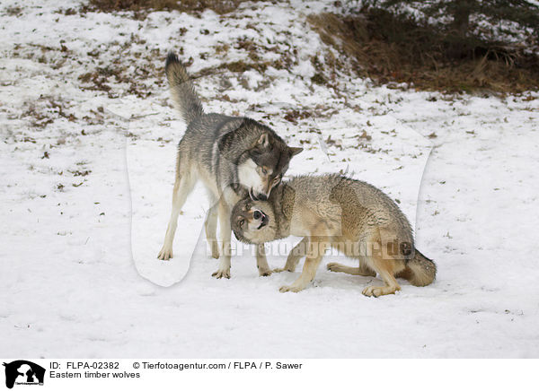 Timberwlfe / Eastern timber wolves / FLPA-02382