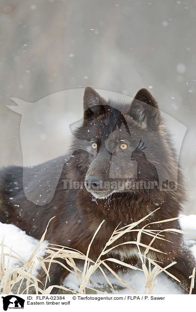 Timberwolf / Eastern timber wolf / FLPA-02384