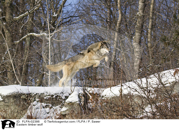 Timberwolf / Eastern timber wolf / FLPA-02386