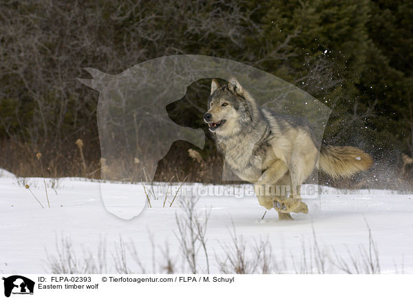Timberwolf / Eastern timber wolf / FLPA-02393