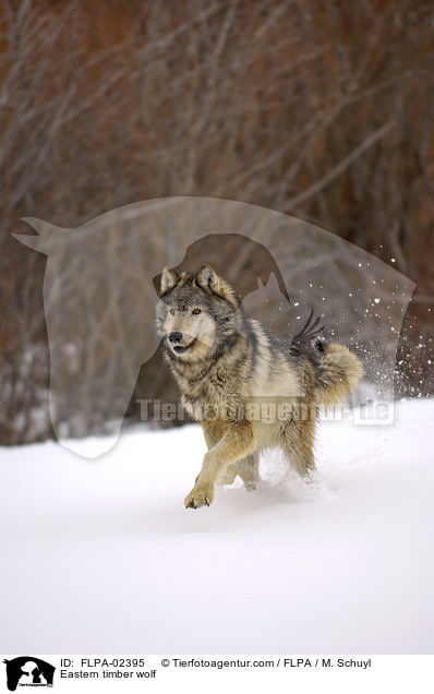 Timberwolf / Eastern timber wolf / FLPA-02395