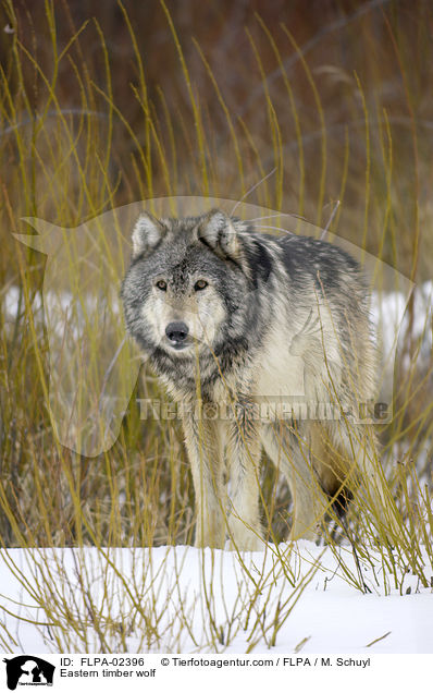 Timberwolf / Eastern timber wolf / FLPA-02396