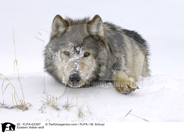 Timberwolf / Eastern timber wolf / FLPA-02397
