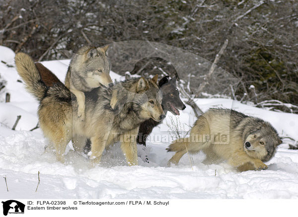 Timberwlfe / Eastern timber wolves / FLPA-02398
