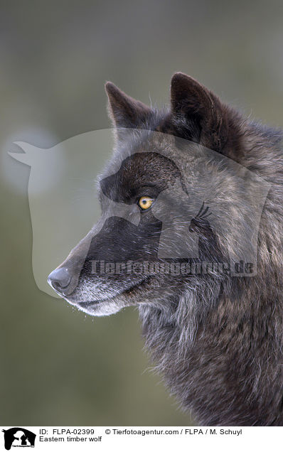 Timberwolf / Eastern timber wolf / FLPA-02399