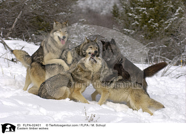 Timberwlfe / Eastern timber wolves / FLPA-02401