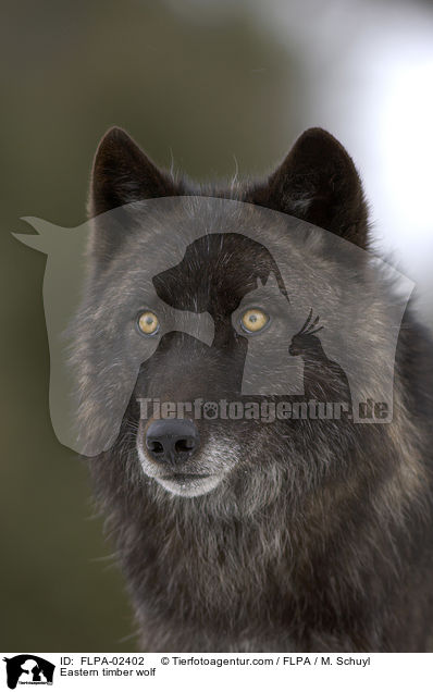 Timberwolf / Eastern timber wolf / FLPA-02402
