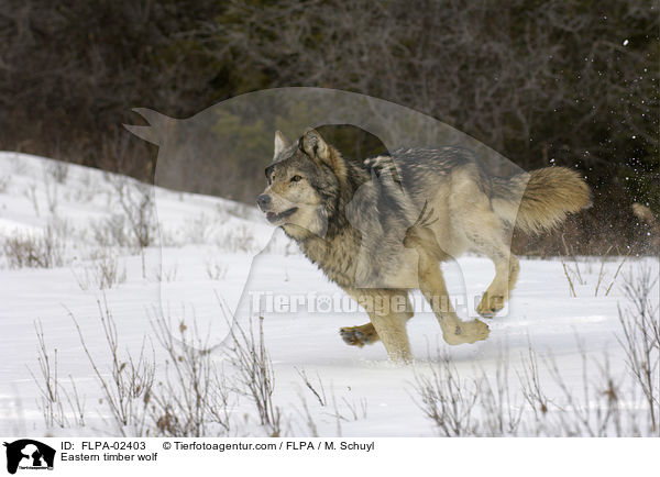 Timberwolf / Eastern timber wolf / FLPA-02403