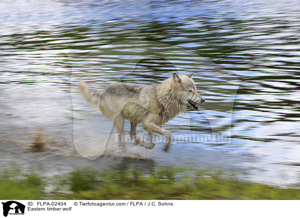 Timberwolf / Eastern timber wolf / FLPA-02404