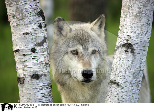 Timberwolf / Eastern timber wolf / FLPA-02405