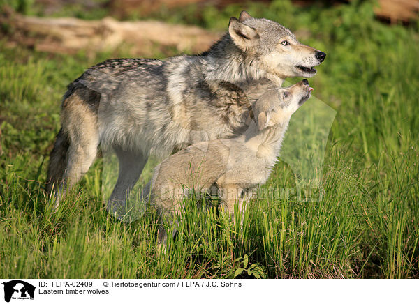 Timberwlfe / Eastern timber wolves / FLPA-02409