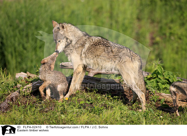 Timberwlfe / Eastern timber wolves / FLPA-02410