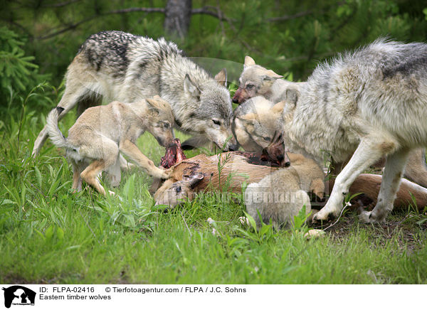 Timberwlfe / Eastern timber wolves / FLPA-02416