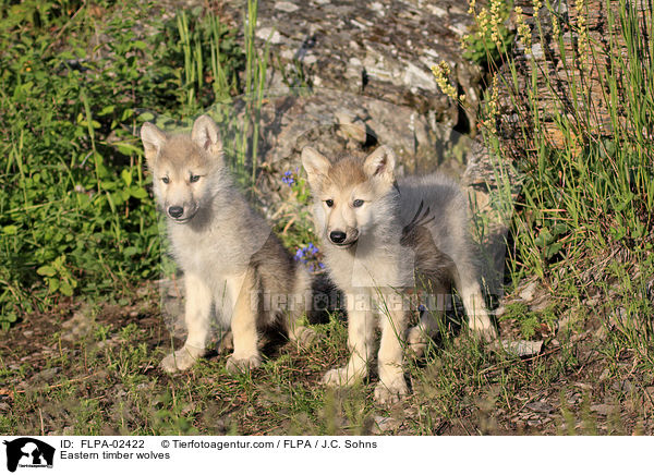 Timberwlfe / Eastern timber wolves / FLPA-02422