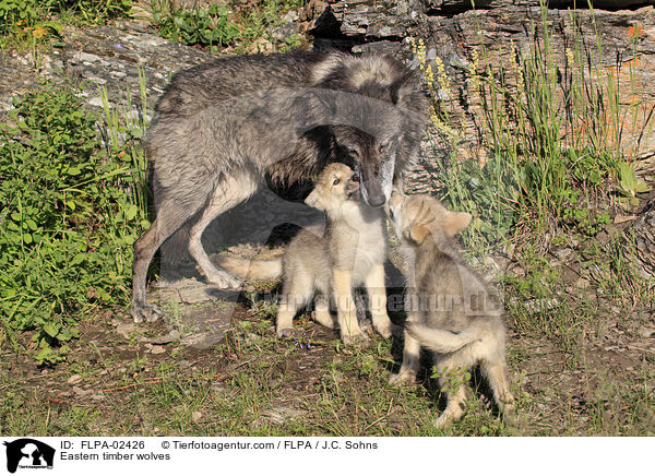 Timberwlfe / Eastern timber wolves / FLPA-02426