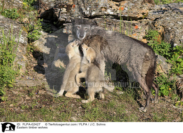 Timberwlfe / Eastern timber wolves / FLPA-02427
