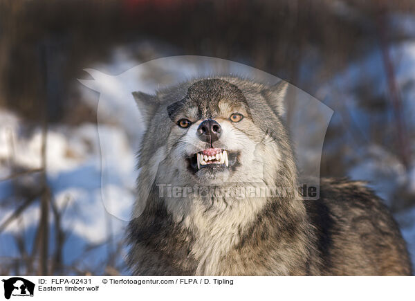 Timberwolf / Eastern timber wolf / FLPA-02431