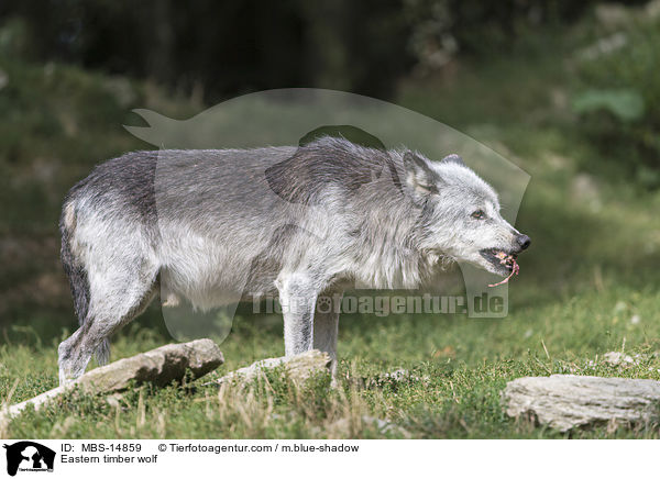 Timberwolf / Eastern timber wolf / MBS-14859