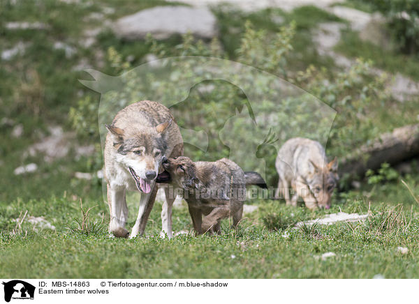 Timberwlfe / Eastern timber wolves / MBS-14863