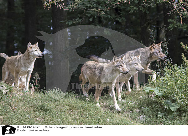 Timberwlfe / Eastern timber wolves / MBS-14873