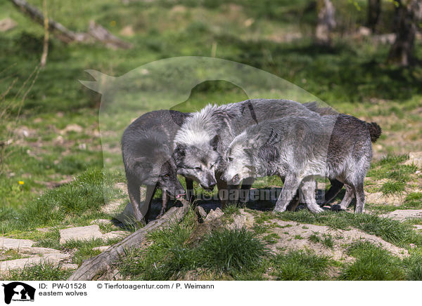 Timberwlfe / eastern wolves / PW-01528