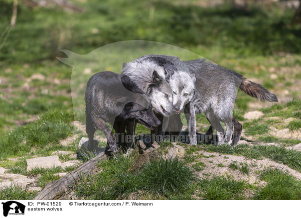 Timberwlfe / eastern wolves / PW-01529