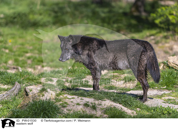 Timberwolf / eastern wolf / PW-01530