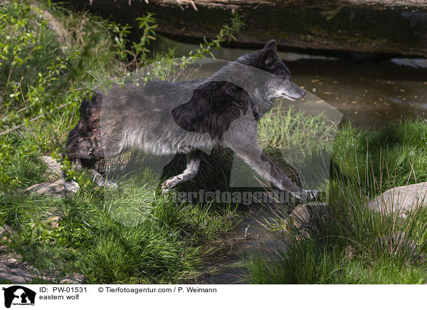 Timberwolf / eastern wolf / PW-01531