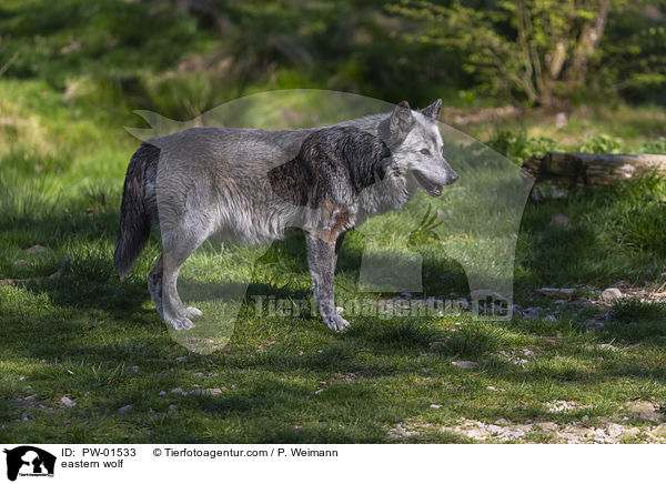 Timberwolf / eastern wolf / PW-01533