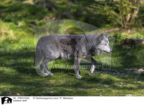 Timberwolf / eastern wolf / PW-01534
