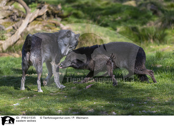 Timberwlfe / eastern wolves / PW-01535
