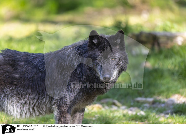 Timberwolf / eastern wolf / PW-01537