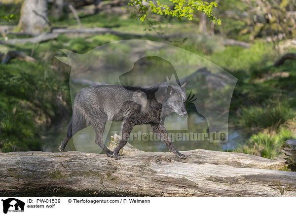 Timberwolf / eastern wolf / PW-01539