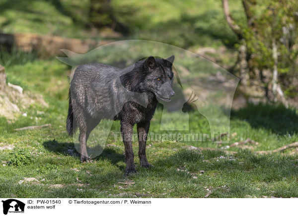 Timberwolf / eastern wolf / PW-01540
