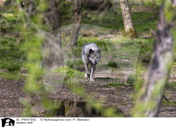 Timberwolf / eastern wolf / PW-01542