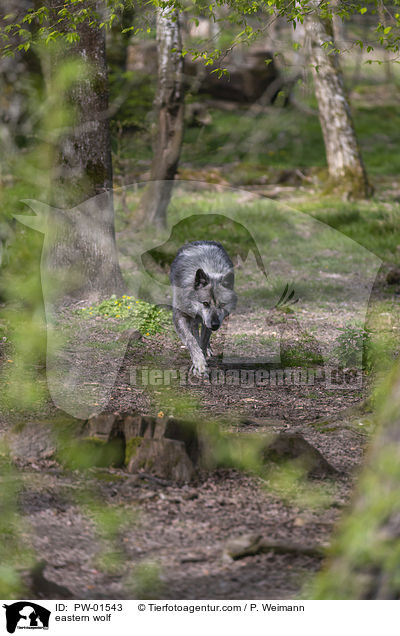 Timberwolf / eastern wolf / PW-01543